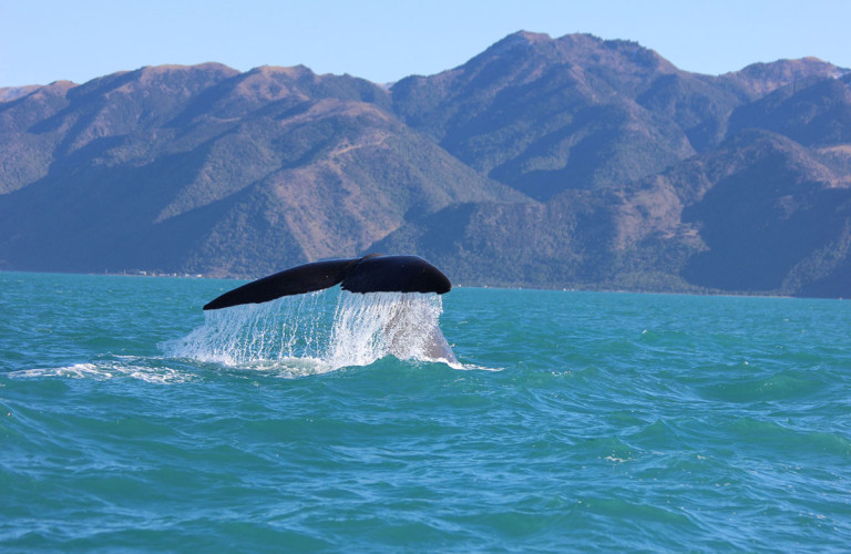 humpback-baleine-kaikura