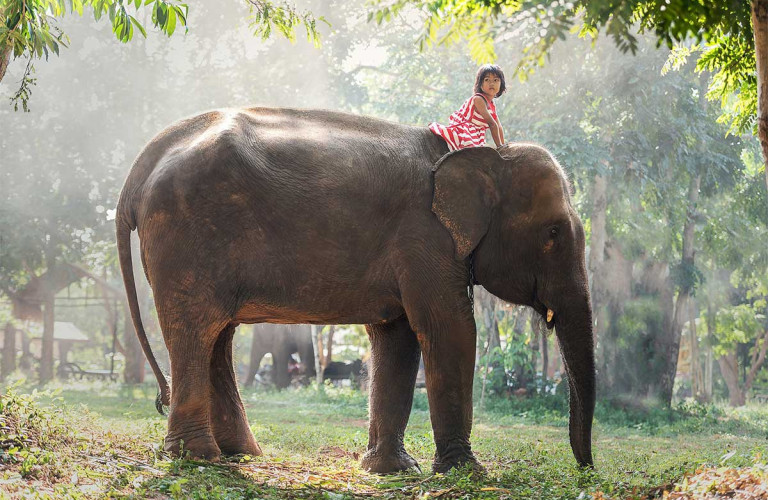 elephants-thailande