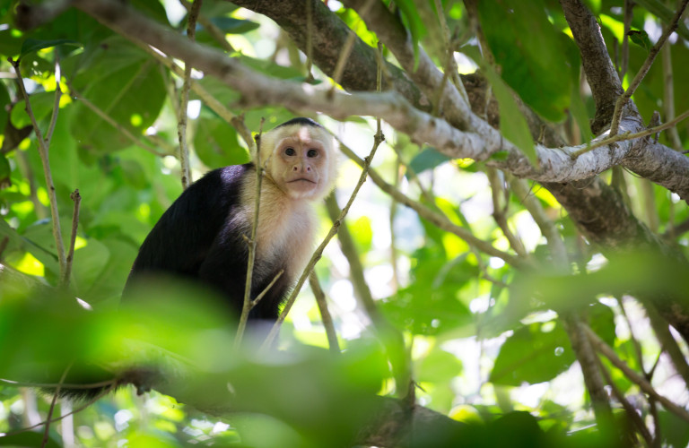 shutterstock_318711590_parc-national-de-manuel-antonio-singe-capuchin-a-te%cc%82te-blanche-costa-ricacronnybas-frimages