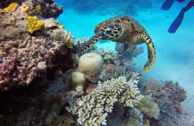 Plongée Sous-Marine - Les Merveilles Cachées