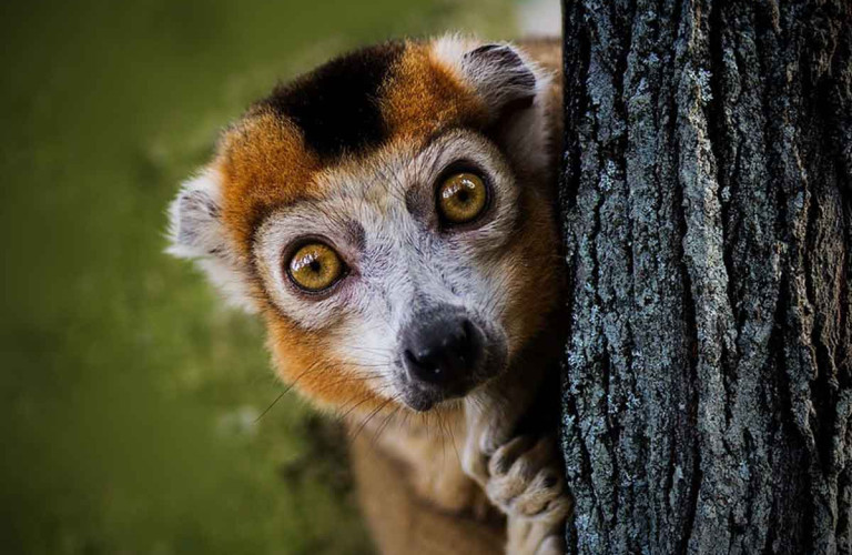 lemurien-de-madagascar