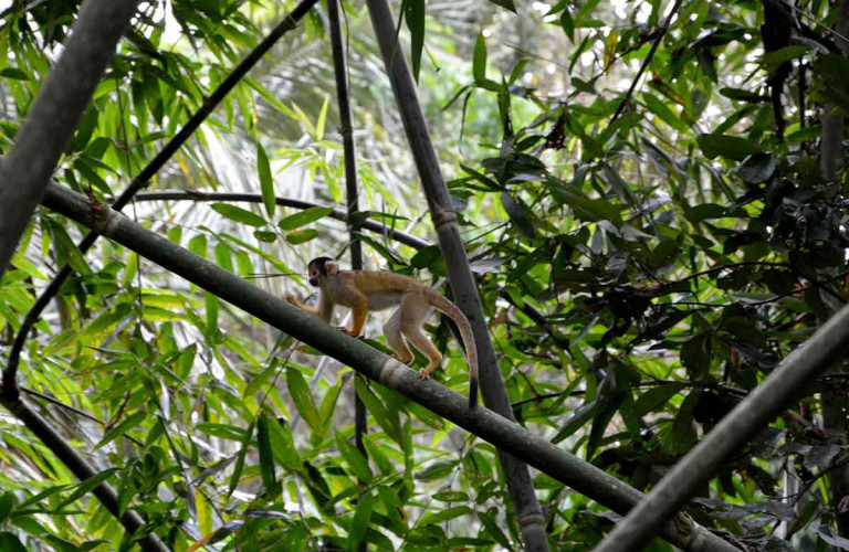 bolivie-amazonie-terra-4