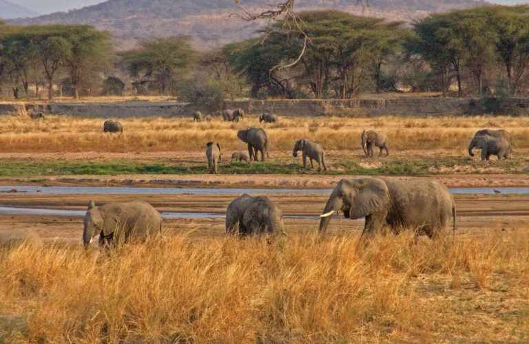 190049-tanzanie-elephants