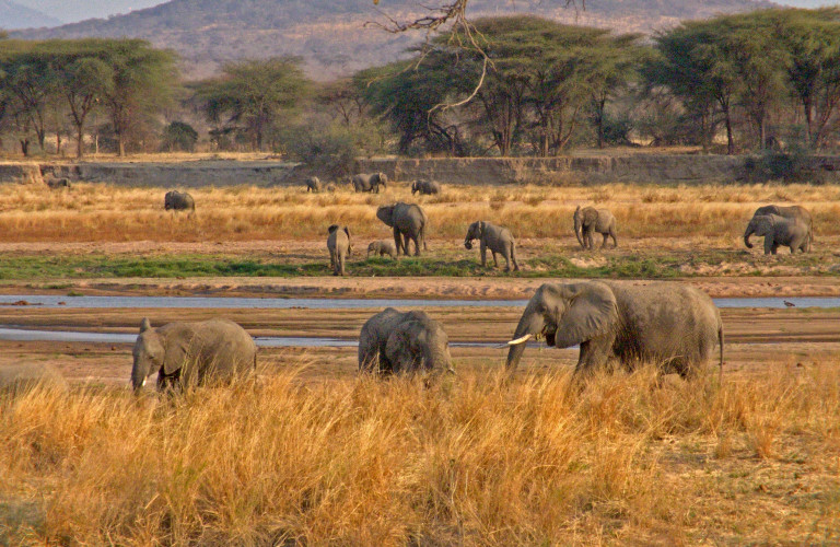 elephants-c-tanzania-tourist-board