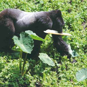 Gorilla Trekking Erlebnis