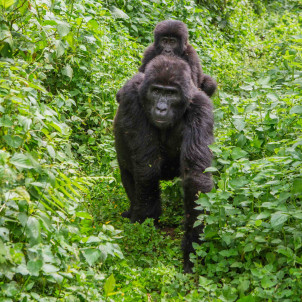 Gorilla Trekking Erlebnis