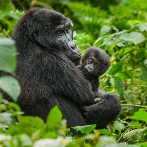 Gorilla Trekking Erlebnis