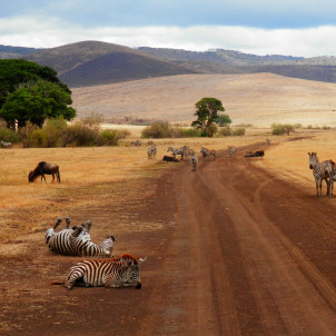 Serengeti,Ngorongoro and Tarangire National Park