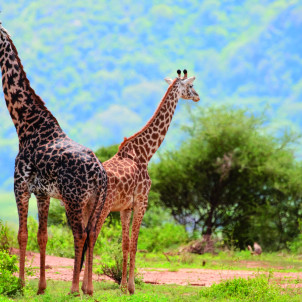 Safari de 6 días a la Gran Migración de Nus en Tanzania