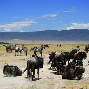 Safari de 6 días a la Gran Migración de Nus en Tanzania