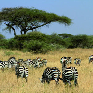 Safari de 6 días a la Gran Migración de Nus en Tanzania
