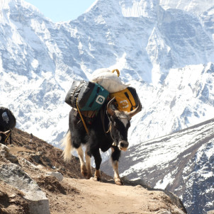Everest Basiskamp Trek- 14 Dagen