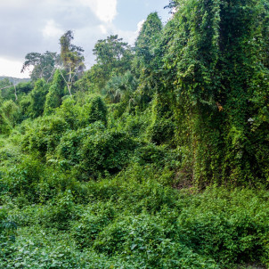 Guatemala Balam