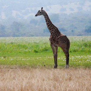 8 jours de safari au Rwanda