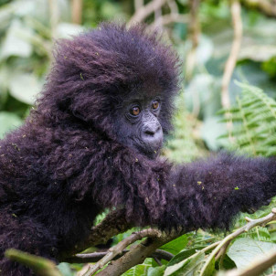 8 jours de safari au Rwanda