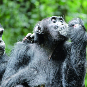 10-TÄGIGE UGANDA-SAFARI ZU WILDTIEREN UND GORILLAS