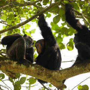 10-TÄGIGE UGANDA-SAFARI ZU WILDTIEREN UND GORILLAS