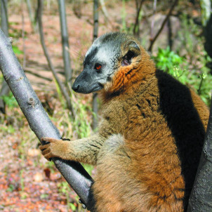 THE SOUTH OF MADAGASCAR
