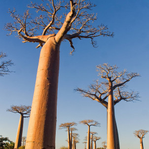 THE SOUTH OF MADAGASCAR