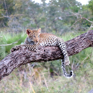 Tansania Private geführte Safari