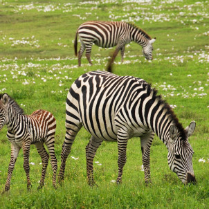 Tansania Private geführte Safari