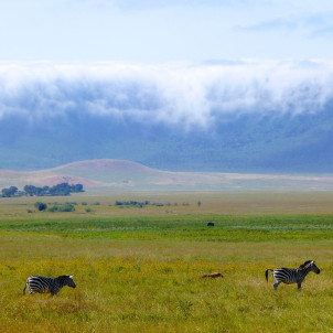 Tansania Private geführte Safari