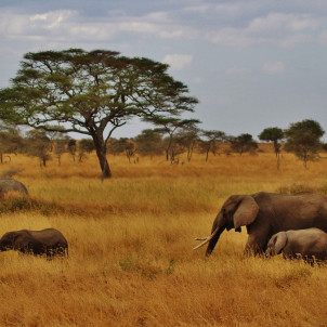 Safari privé pour couples et vacances à Zanzibar