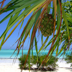 Safari privé pour couples et vacances à Zanzibar