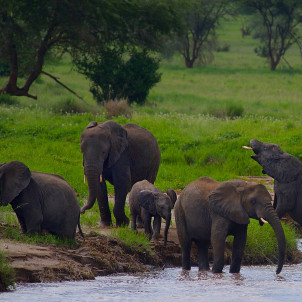 Safari zu den Big Five - 5 Tage