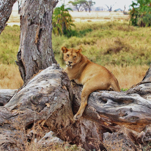 Safari zu den Big Five - 5 Tage
