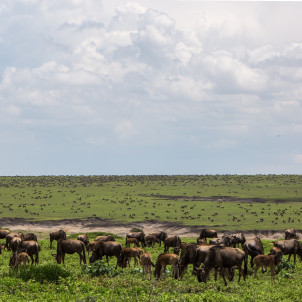 Safari zu den Big Five - 5 Tage