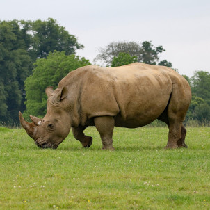 Safari zu den Big Five - 5 Tage