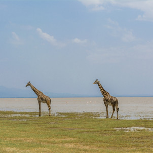 Safari zu den Big Five - 5 Tage