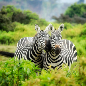 Safari zu den Big Five - 5 Tage
