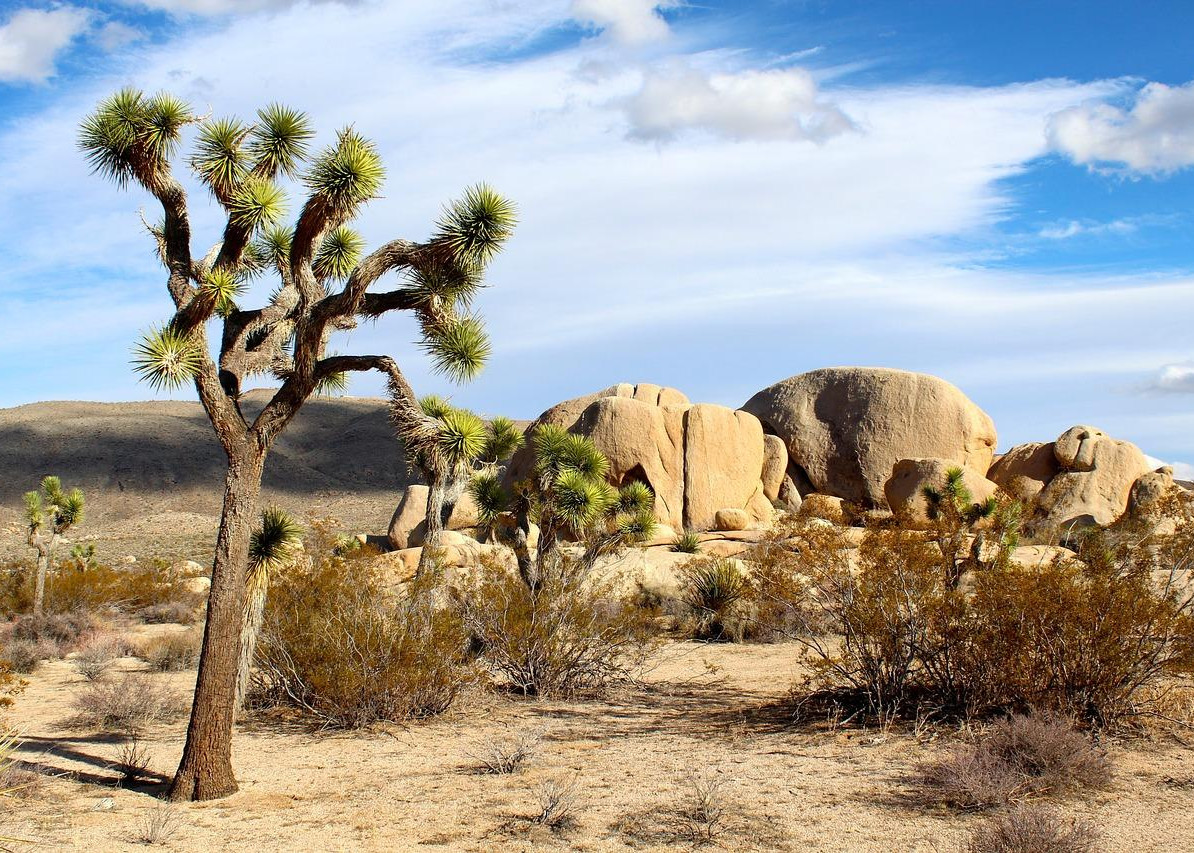 Le Parc National de Joshua Tree