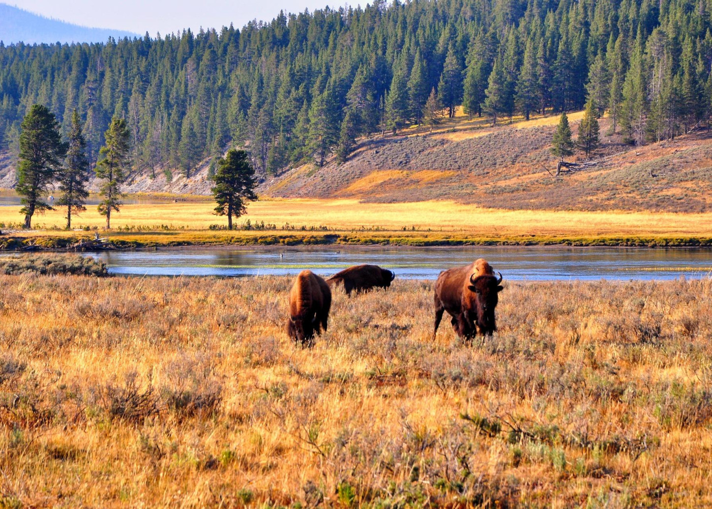 Dernière journée dans le Parc National de Yellowstone