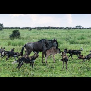 Ndutu calving migration safari in Tanzania