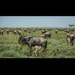 Ndutu calving migration safari in Tanzania