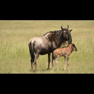 Ndutu calving migration safari in Tanzania