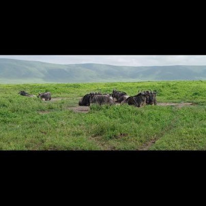 Ndutu calving migration safari in Tanzania