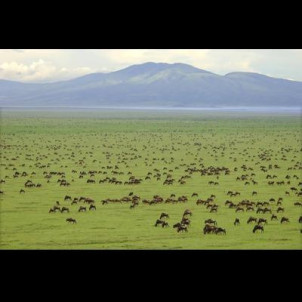 Ndutu calving migration safari in Tanzania