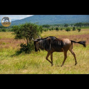 Ndutu calving migration safari in Tanzania
