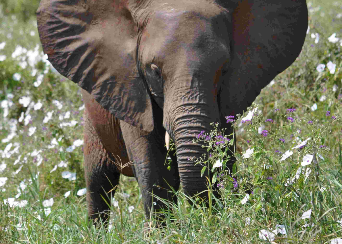 Tarangire National Park