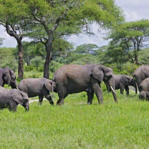 12-Day Combine Tour Kilimanjaro Trek's & Serengeti Park