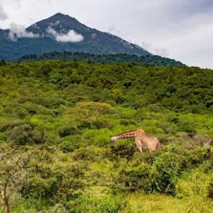 9-Day Northern Tanzania Wildlife Mid-Range Safari Experience with Cultural Tour