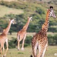 9-Day Northern Tanzania Wildlife Mid-Range Safari Experience with Cultural Tour