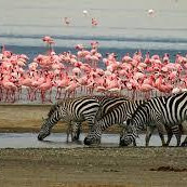 9-Day Northern Tanzania Wildlife Mid-Range Safari Experience with Cultural Tour
