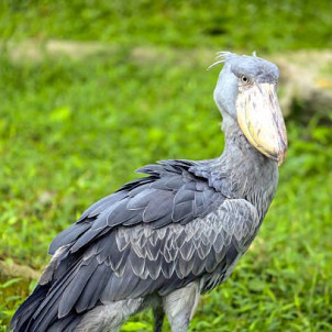 15 Days Uganda Rwanda Gorillas and Wildlife Safari