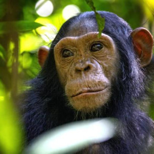 15 Days Uganda Rwanda Gorillas and Wildlife Safari