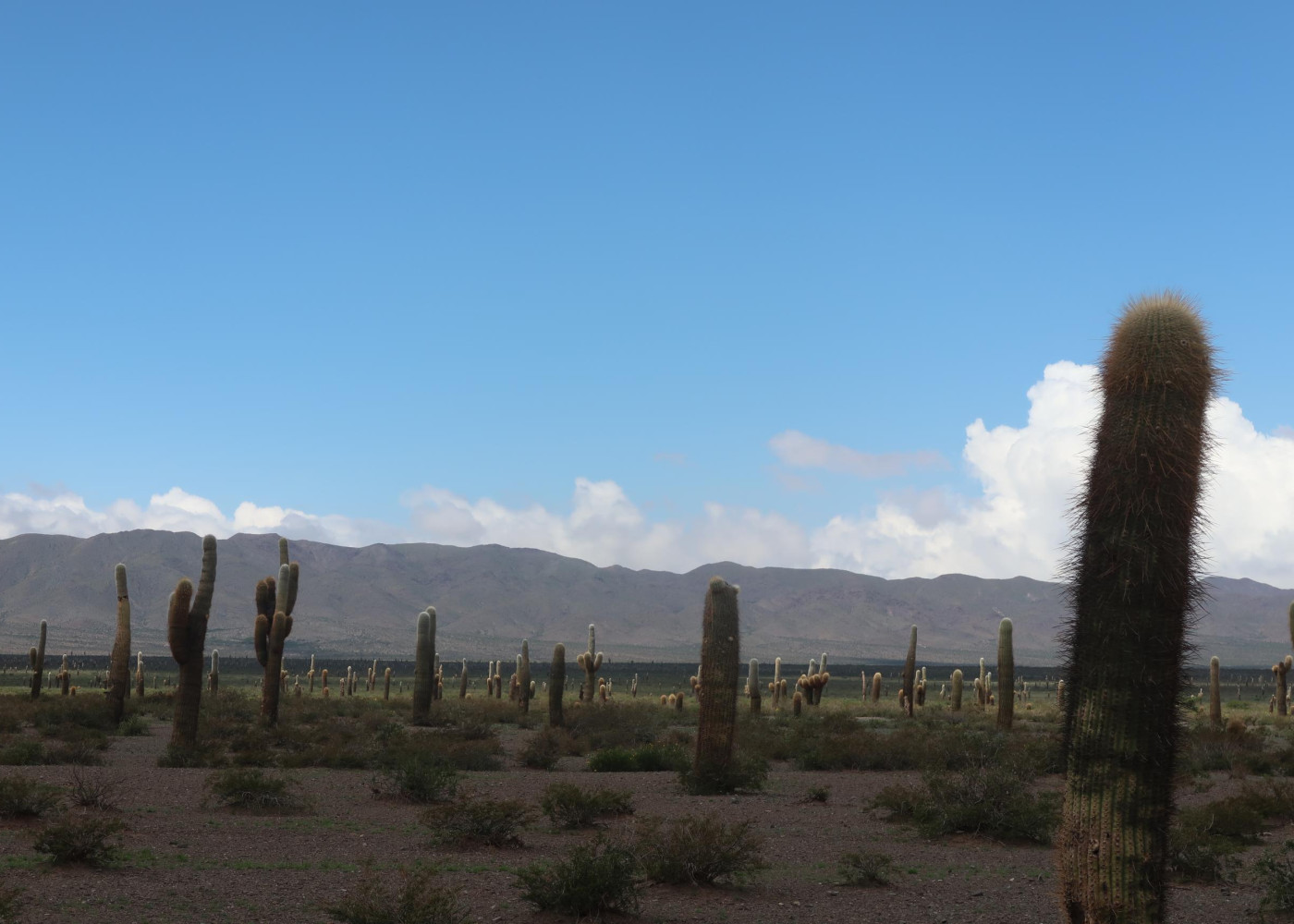 Route vers Cachi: Parc National Los Cardones